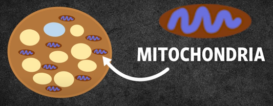 Brown Fat vs White Fat - The Science